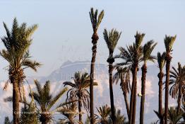 Image du Maroc Professionnelle de  Photo prise de la Palmeraie de Marrakech, où quelques palmiers cohabitent avec les lampadaires, d'ailleurs cet arbre tropical à grandes feuilles palmées est sacré, il fait partie des composantes majeures de l'identité de la ville rouge, depuis très longtemps, la loi  interdit formellement d'en couper, sous peine de très fortes amendes. Malheureusement ce n’est pas le cas pour les autres arbres qui sont régulièrement victimes d'arrachement à la tronçonneuse. au fond le haut Atlas enneigé, le 18 Mars 2002. (Photo / Abdeljalil Bounhar)

Toubkal, palmeraie de Marrakech, palmier, neige, mont, montagne, paysage